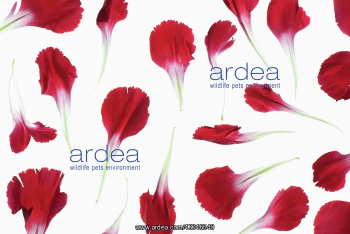 : Carnation. Dianthus caryophyllus, Single red petals delicately placed to : Carnation. Dianthus caryophyllus, Single red petals delicately placed to