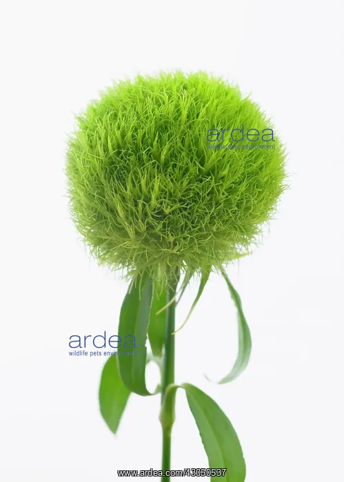 : Carnation, Dianthus barbatus Temarisou, Green trick series : Carnation, Dianthus barbatus Temarisou, Green trick series