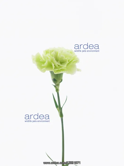 : Carnation, Dianthus Prado : Carnation, Dianthus Prado