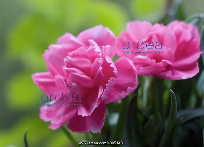 : Carnation, Dianthus : Carnation, Dianthus