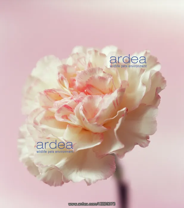 : Carnation, Dianthus : Carnation, Dianthus