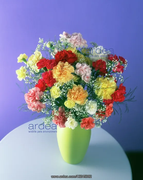 : Carnation, Dianthus : Carnation, Dianthus