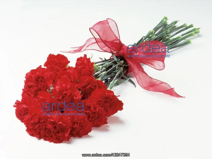 : Carnation, Dianthus caryophyllus : Carnation, Dianthus caryophyllus