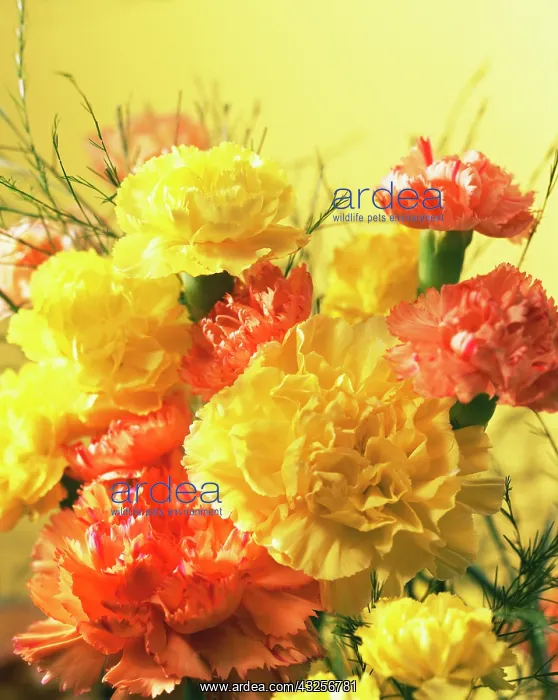 : Carnation, Dianthus : Carnation, Dianthus