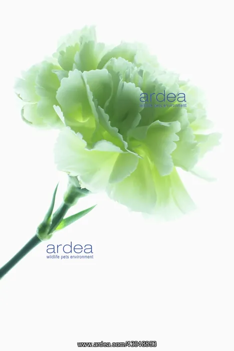: Carnation, Dianthus caryophyllus : Carnation, Dianthus caryophyllus