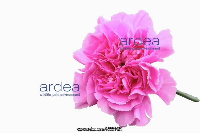 : Carnation Golem, Dianthus caryophyllus Golem : Carnation Golem, Dianthus caryophyllus Golem