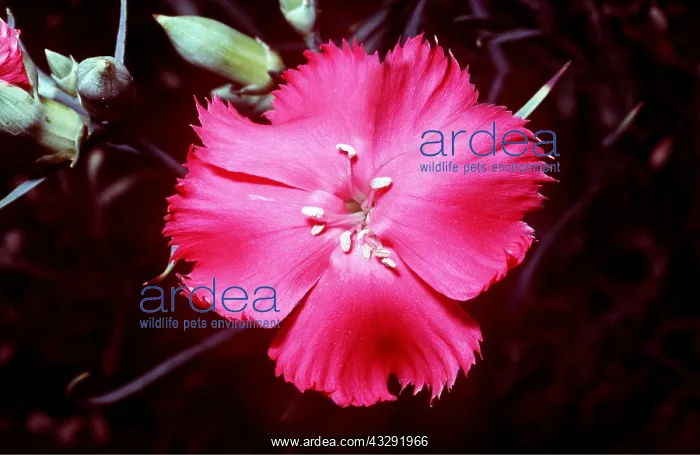 : Carnation - single flower : Carnation - single flower