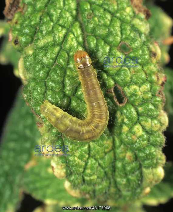 : Carnation tortrix caterpillar : Carnation tortrix caterpillar