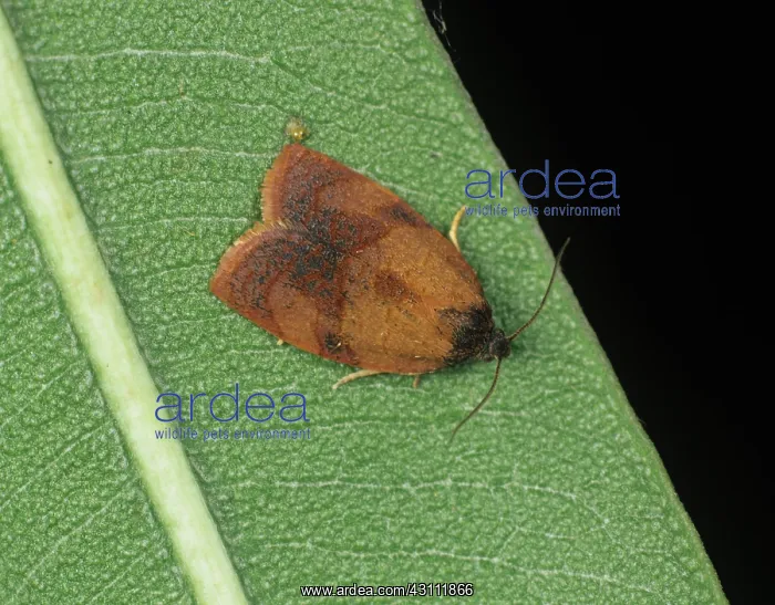 : Carnation tortrix moth : Carnation tortrix moth
