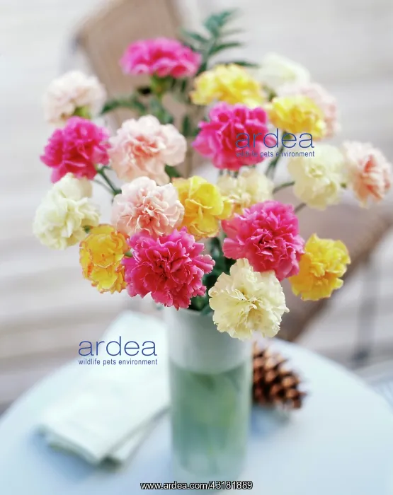 : Carnation, various pink cream and yellow Dianthus : Carnation, various pink cream and yellow Dianthus