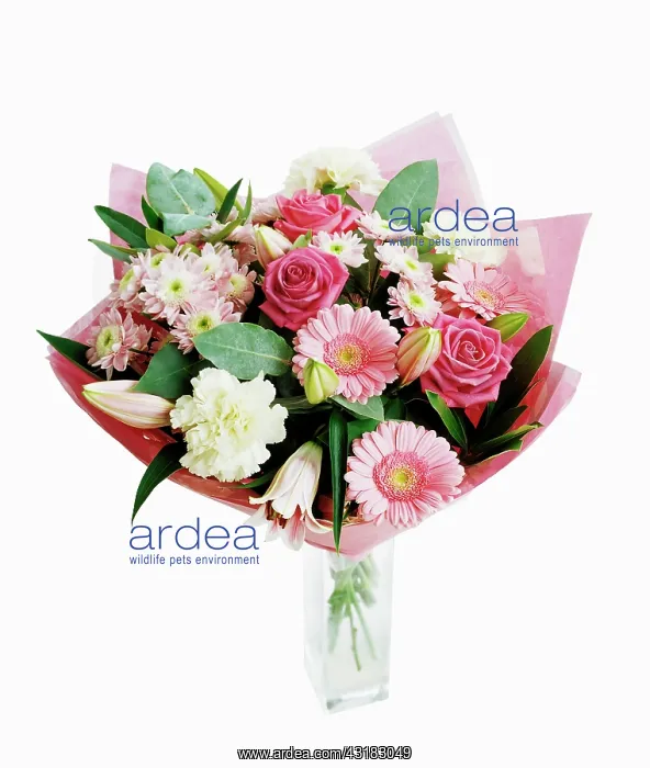 : Carnation, white Dianthus with pinnk chrysathemems : Carnation, white Dianthus with pinnk chrysathemems