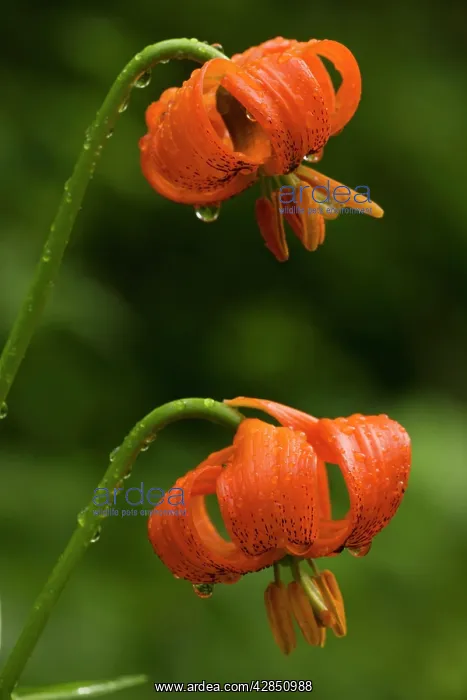 : Carnic Lily in flower : Carnic Lily in flower