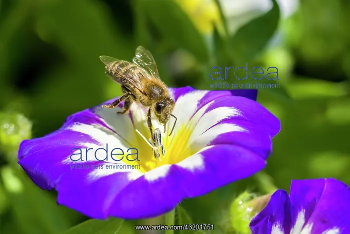 : Carniolan honey bee (Apis mellifera carnica) is : Carniolan honey bee (Apis mellifera carnica) is