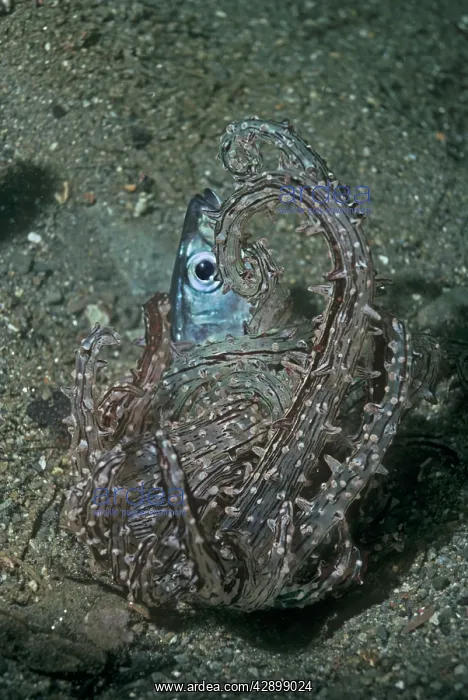 : Carnivorous Anemone - the fish is being eaten alive : Carnivorous Anemone - the fish is being eaten alive