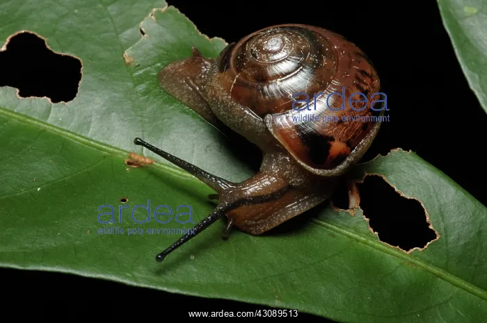 : Carnivorous Rainforest Snail (Strangesta sp.) : Carnivorous Rainforest Snail (Strangesta sp.)