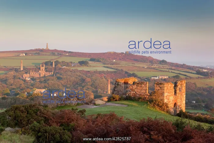 : Carnkie - Carn Brea hill - ruins of former tin mines : Carnkie - Carn Brea hill - ruins of former tin mines