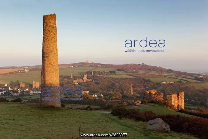 : Carnkie - Carn Brea hill - ruins of former tin mines : Carnkie - Carn Brea hill - ruins of former tin mines
