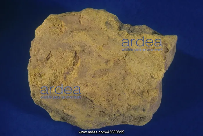 : Carnotite, a radioactive uranium ore from Paradox, Colorado : Carnotite, a radioactive uranium ore from Paradox, Colorado