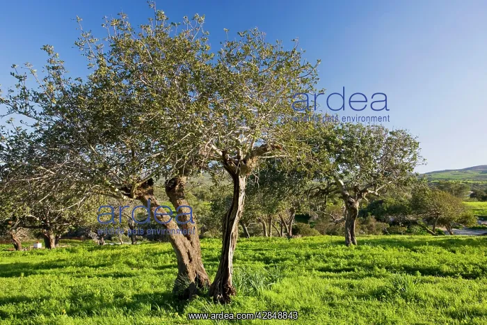 : Carob orchard - near Akamas : Carob orchard - near Akamas
