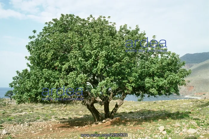  : CAROB tree - Fodder and food tree