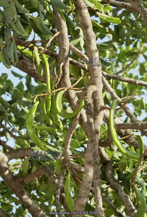  : Carob Tree with ripening fruits Cyprus