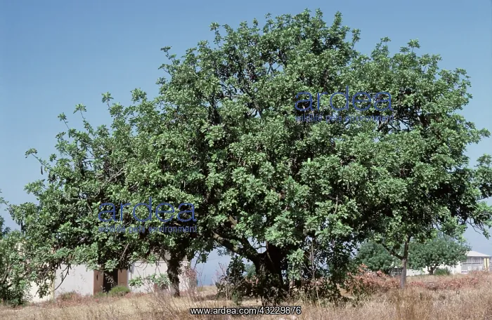 : Carob trees (Ceratonia siliqua), Cyprus : Carob trees (Ceratonia siliqua), Cyprus