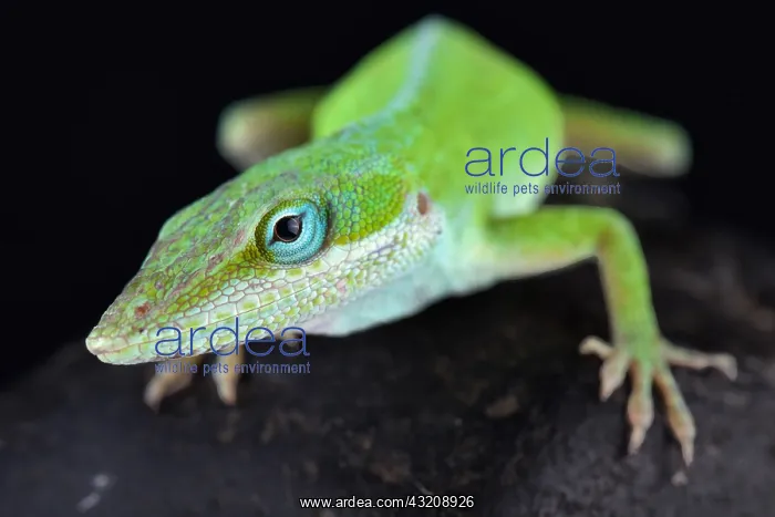 : The Carolina anole (Anolis carolinensis) is an arboreal : The Carolina anole (Anolis carolinensis) is an arboreal