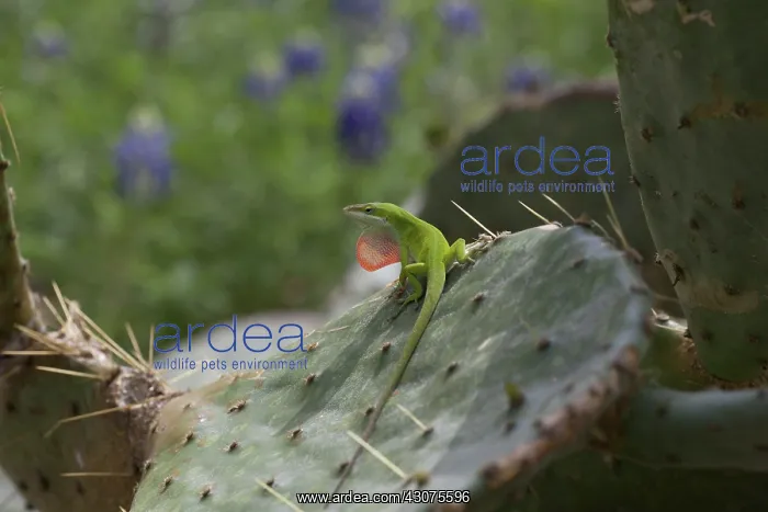  : Carolina anole male displaying