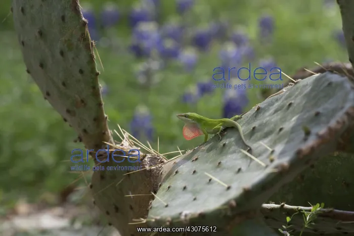: Carolina anole male displaying : Carolina anole male displaying