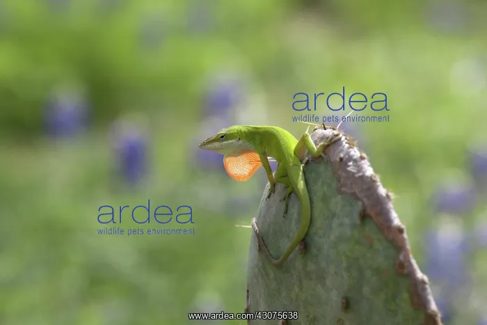 : Carolina anole male displaying : Carolina anole male displaying