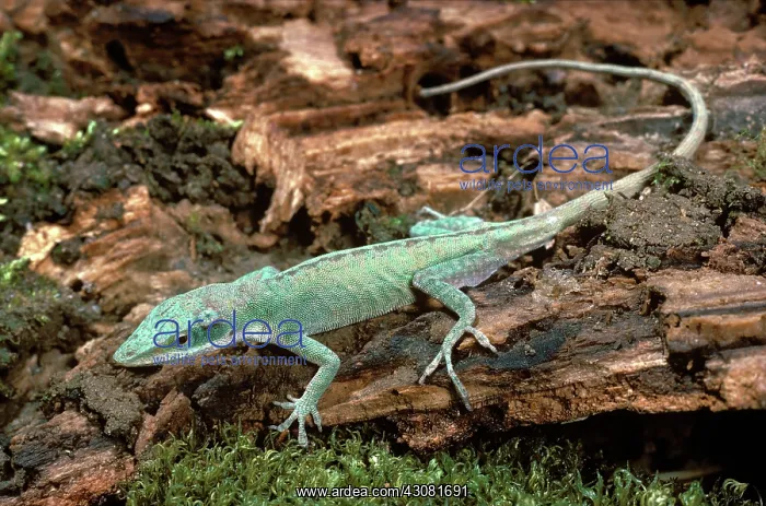 : Carolina Anole Sequence : Carolina Anole Sequence