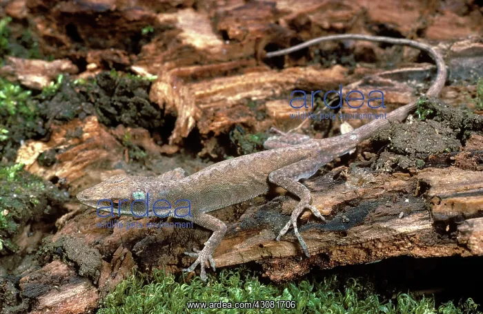  : Carolina Anole Sequence
