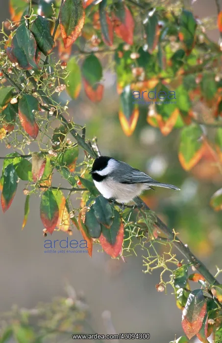 : Carolina Chickadee : Carolina Chickadee