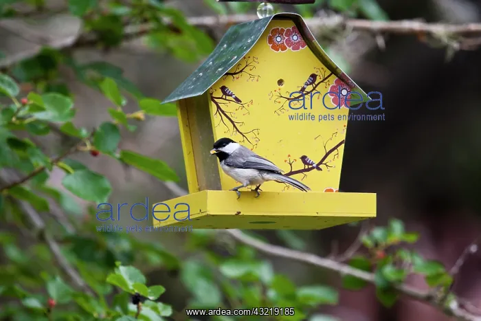 : Carolina Chickadee (Poecile carolinensis) : Carolina Chickadee (Poecile carolinensis)
