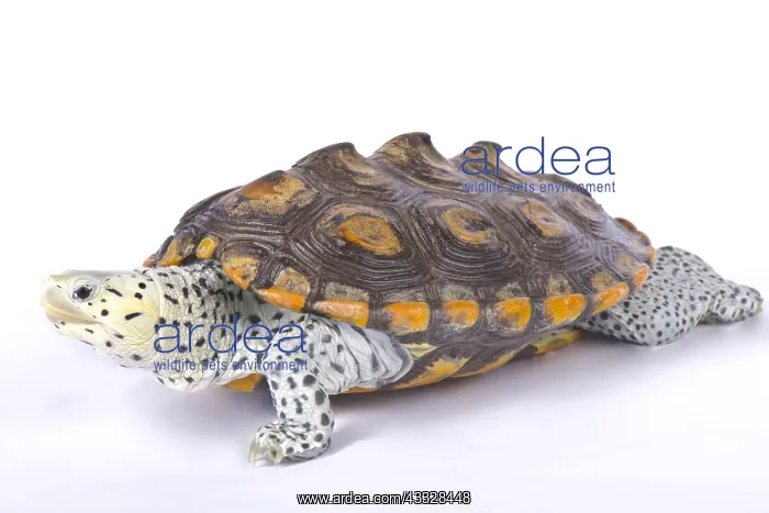 : Carolina diamondback terrapin (Malaclemys terrapin : Carolina diamondback terrapin (Malaclemys terrapin