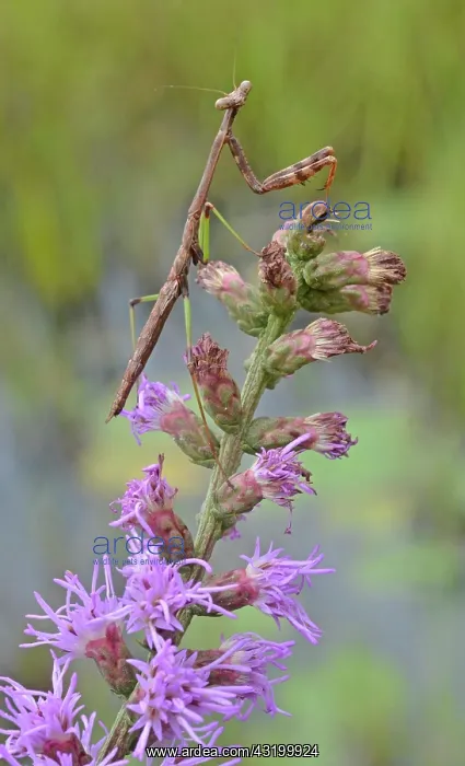 : Carolina Mantid : Carolina Mantid