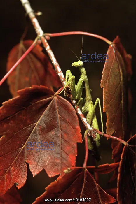 : Carolina Mantis : Carolina Mantis