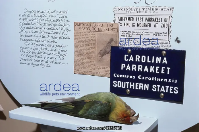 : Carolina Parakeet : Carolina Parakeet