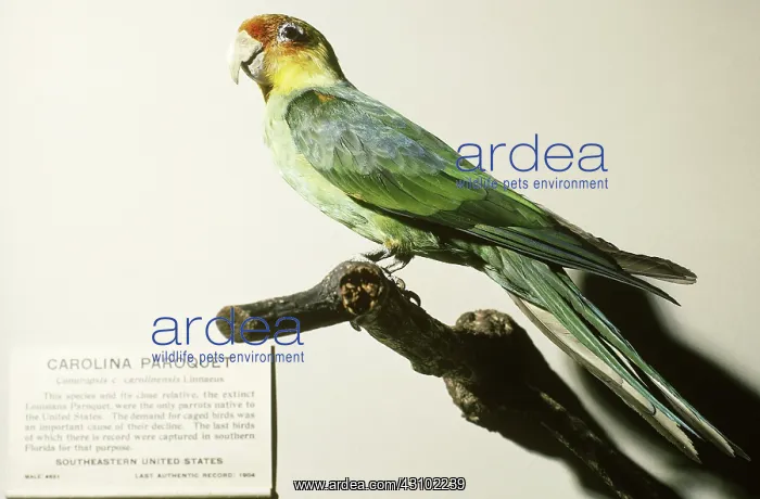: Carolina Parakeet (extinct) : Carolina Parakeet (extinct)