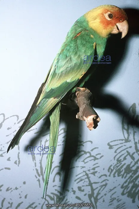 : CAROLINA PARAKEET - Stuffed specimen, Extinct bird : CAROLINA PARAKEET - Stuffed specimen, Extinct bird