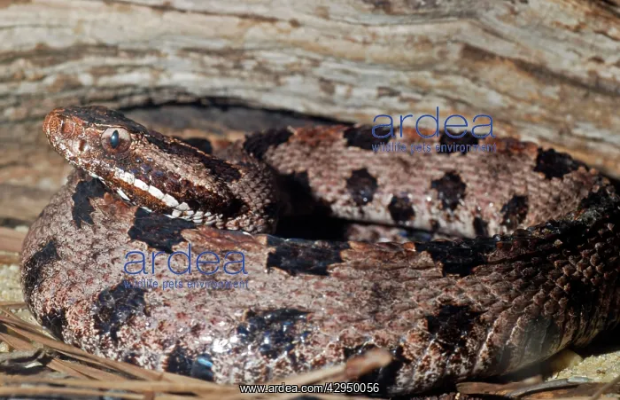: Carolina Pigmy Rattlesnake : Carolina Pigmy Rattlesnake
