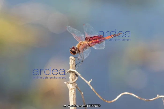 : Carolina Saddlebags male : Carolina Saddlebags male