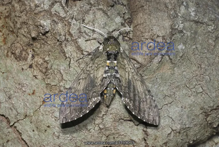 : Carolina sphinx moth : Carolina sphinx moth