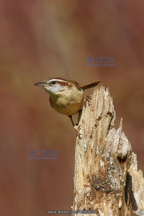 : Carolina Wren : Carolina Wren