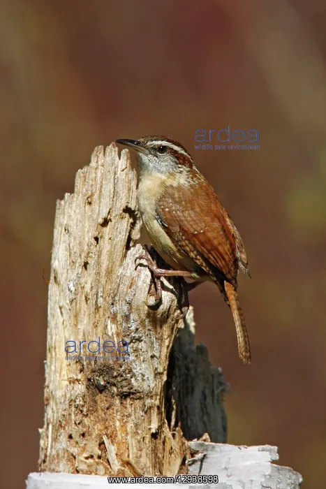 : Carolina Wren : Carolina Wren