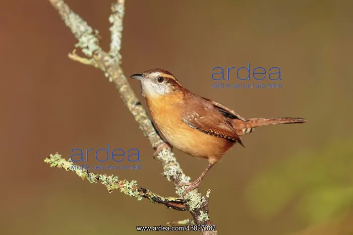 : Carolina Wren : Carolina Wren