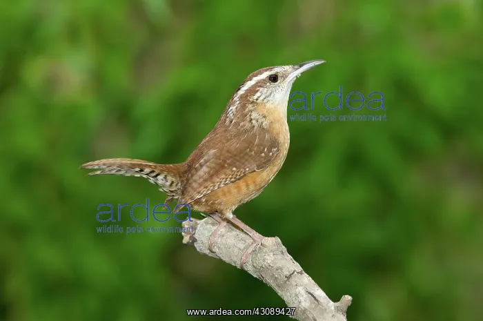 : Carolina Wren : Carolina Wren