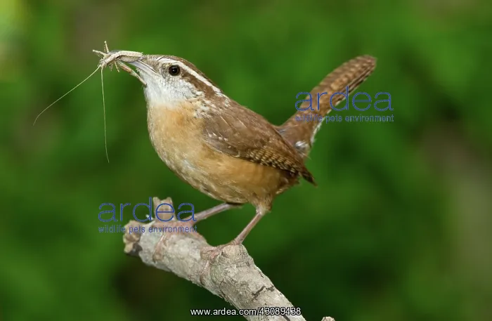 : Carolina Wren : Carolina Wren