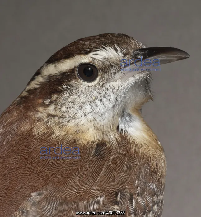 : Carolina Wren : Carolina Wren