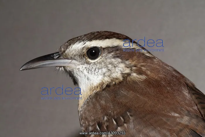 : Carolina Wren : Carolina Wren